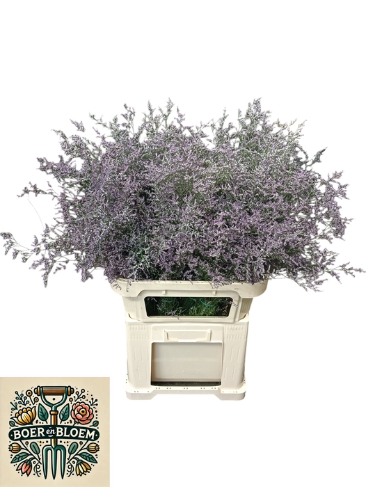 <h4>LIM MISTY BLUE</h4>