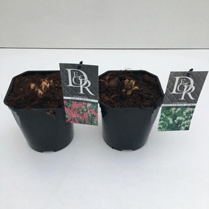 Dicentra spectabilis