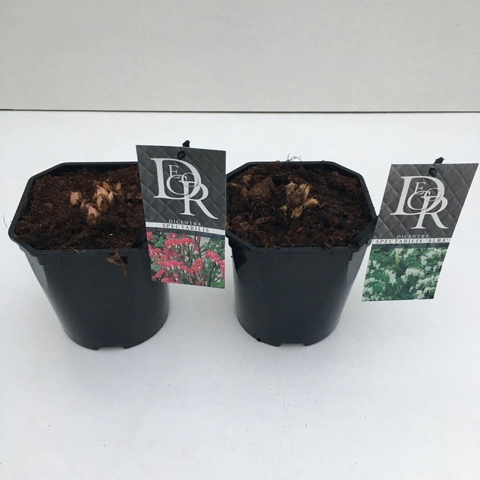 <h4>Dicentra spectabilis</h4>