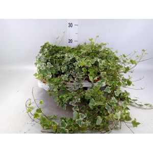 Hedera helix 'White Wonder'
