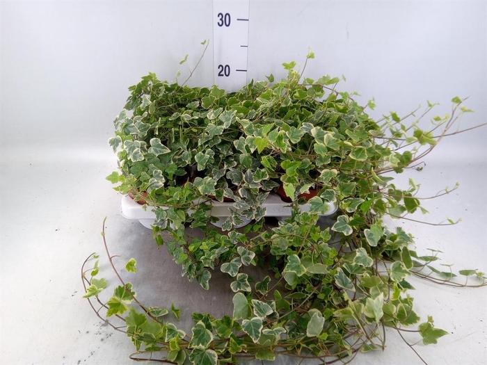 <h4>Hedera helix 'White Wonder'</h4>