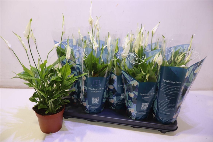 <h4>Spath Bellini</h4>