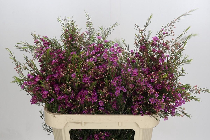 <h4>Chamelaucium Eden</h4>