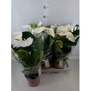 Anthurium andr. 'Alpine'