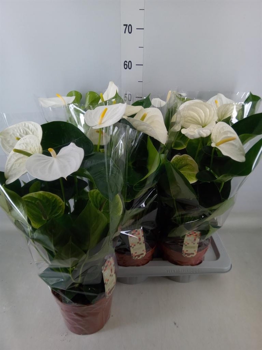 <h4>Anthurium andr. 'Alpine'</h4>