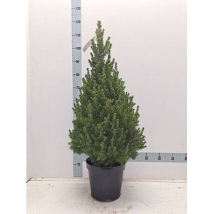 PICEA GL CONICA