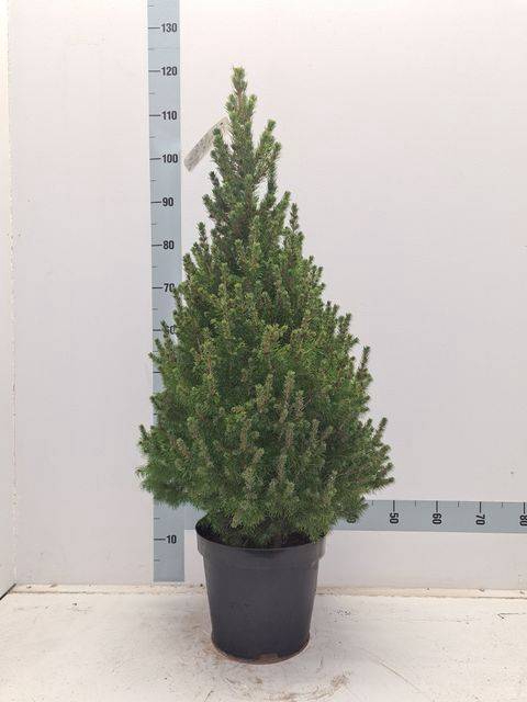 <h4>PICEA GL CONICA</h4>