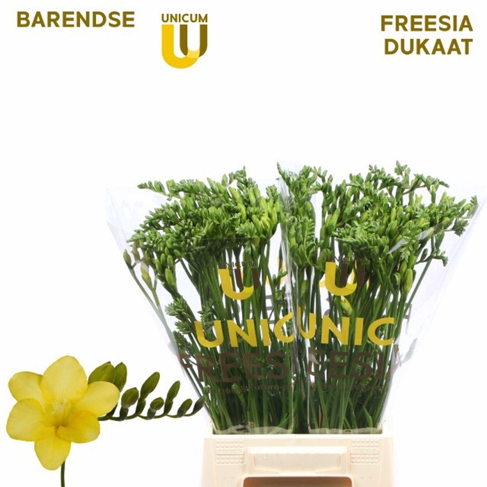 <h4>Freesia enk Dukaat</h4>