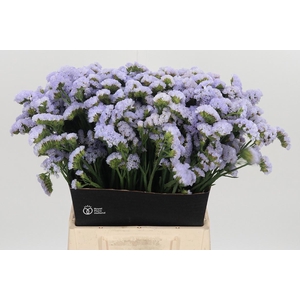 Limonium Donau Birds