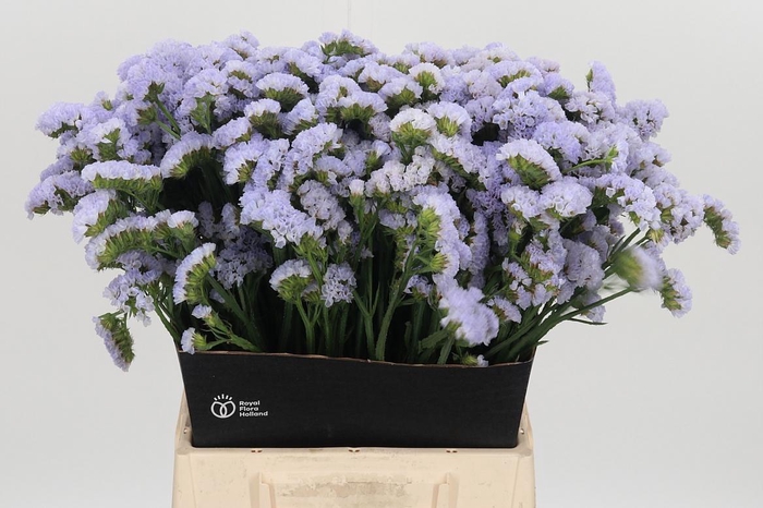 <h4>Limonium Donau Birds</h4>
