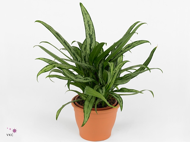 Aglaonema  'Cutlass'