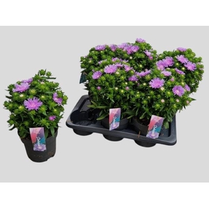 STOK LAEVIS