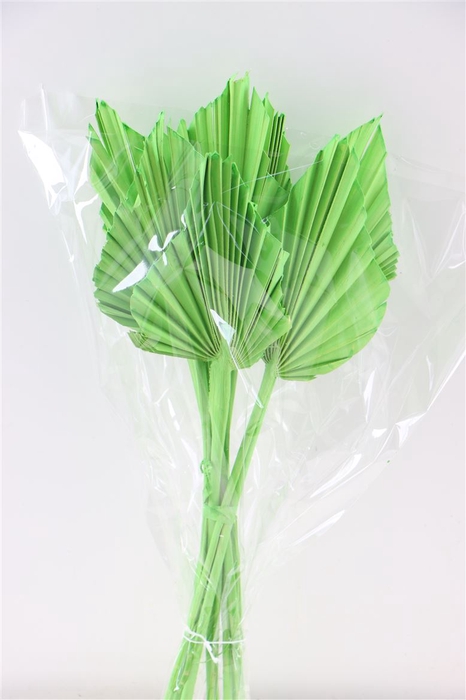 Dried Palm Spear 10pc Apple Green Bunch