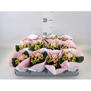 Kalanchoe blos.   ..rosebud