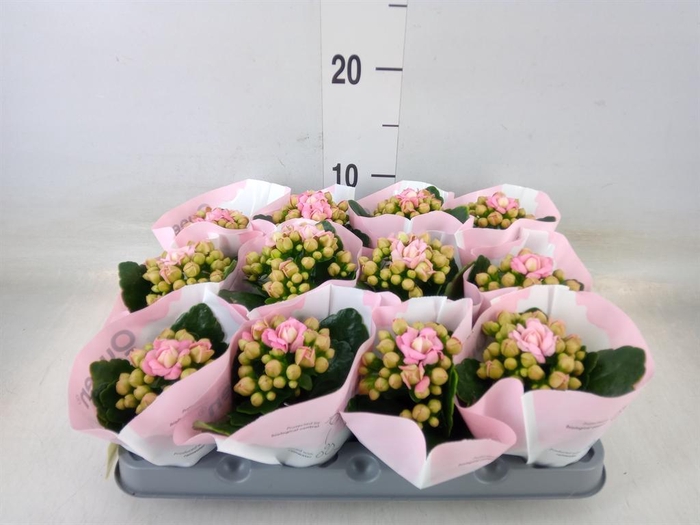 <h4>Kalanchoe blos.   ..rosebud</h4>