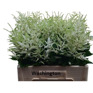 ASTIL JA WASHINGTON