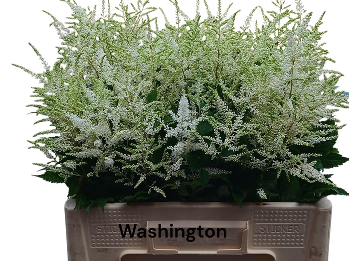 <h4>ASTIL JA WASHINGTON</h4>