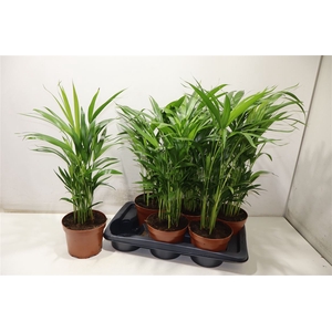 Dypsis Lutescens