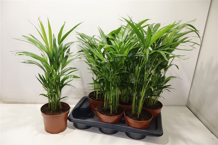 <h4>Dypsis Lutescens</h4>