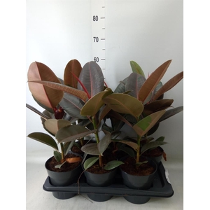 Ficus elastica 'Pink Camouflage'