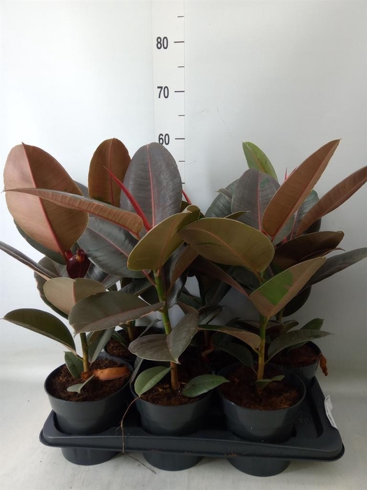 <h4>Ficus elastica 'Pink Camouflage'</h4>