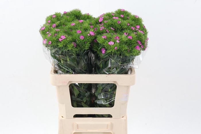 <h4>Di Barb Melian</h4>