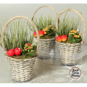 ARR TUINPLANTEN