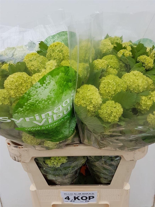 <h4>Viburnum Roseum St</h4>