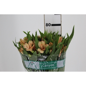 ALSTROEMERIA CANYON 080 CM