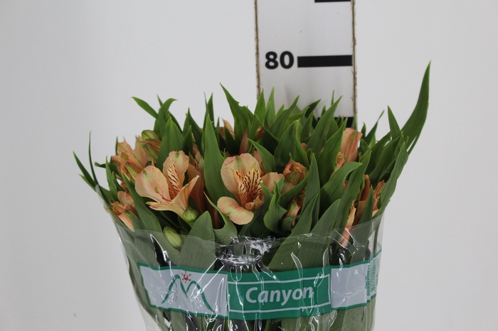 <h4>ALSTROEMERIA CANYON 080 CM</h4>