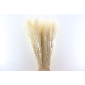 Dried Cortaderia Lao Gras White Extra 120cm P Stem