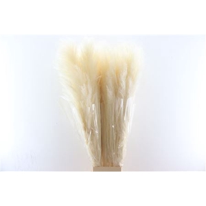 DRIED CORTADERIA LAO GRAS WHITE EXTA
