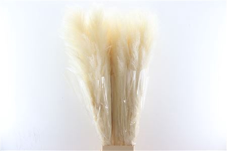 <h4>Dried Cortaderia Lao Gras White Extra 120cm P Stem</h4>