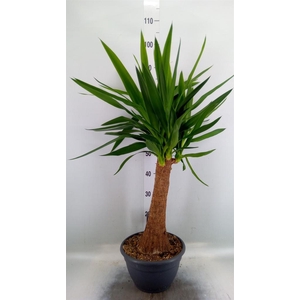 Yucca elephantipes   ...