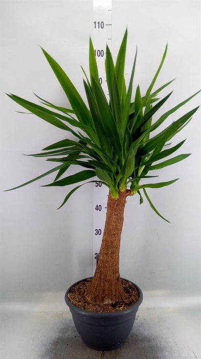 Yucca elephantipes   ...