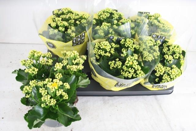 <h4>KAL B GE C PIAFF</h4>