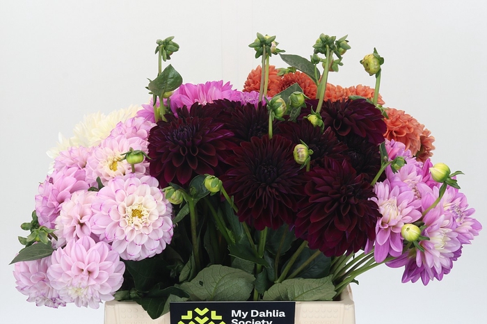 <h4>Dahlia Gemengd in fust</h4>