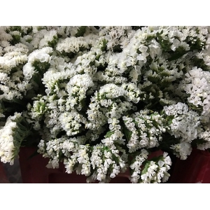 Limonium White (Statice)
