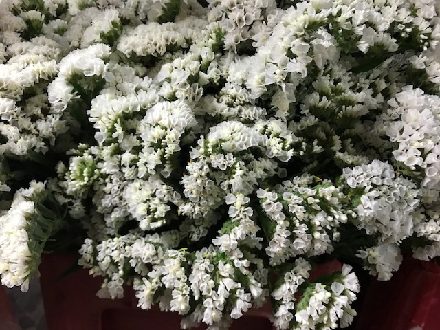 Limonium White (Statice)