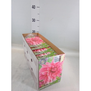 Dahlia ...flowerbulbs