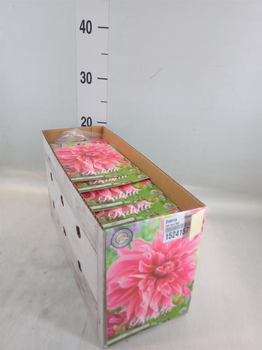 Dahlia   ...flowerbulbs