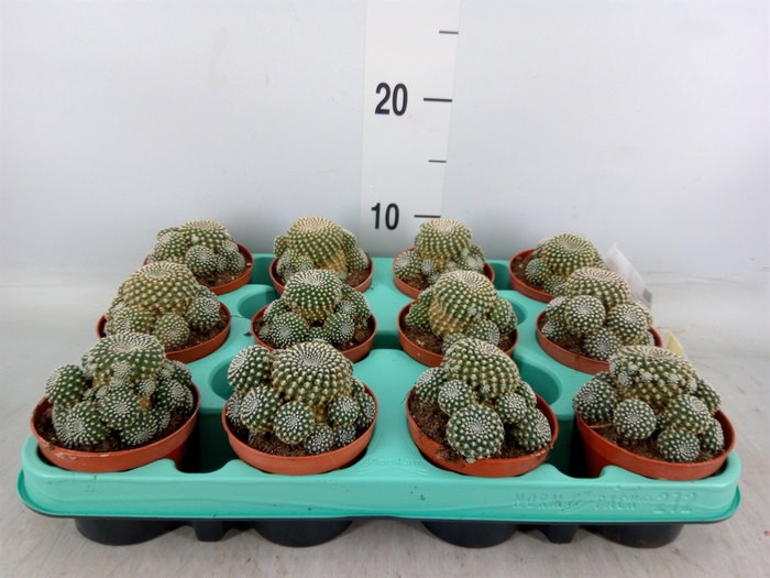 <h4>Succulents   ...</h4>