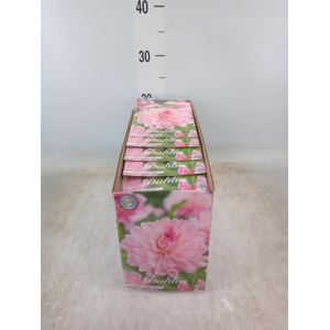 Dahlia   ...flowerbulbs