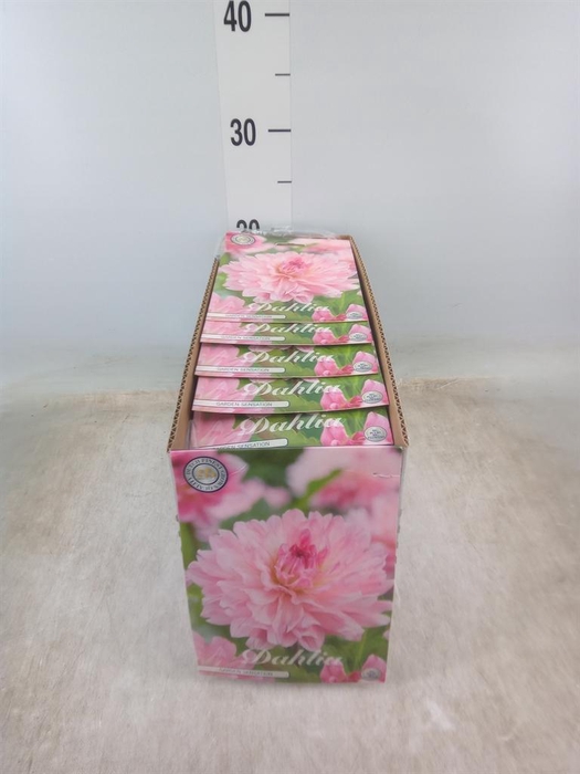 <h4>Dahlia   ...flowerbulbs</h4>