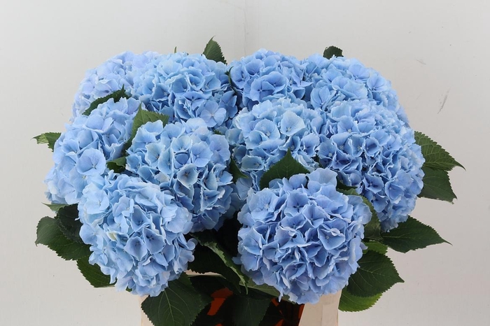 <h4>Hydr M Ch Verena Bl</h4>