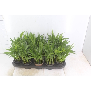 ARECA BAMBU P11
