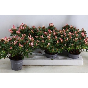 RHODO SI SACHSENSTER