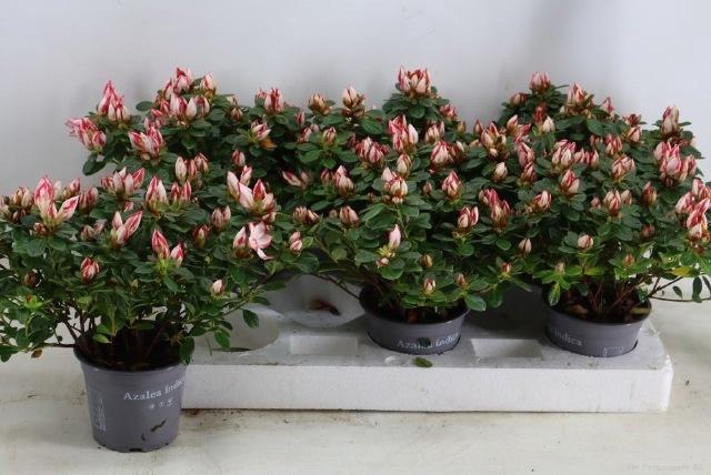 <h4>RHODO SI SACHSENSTER</h4>