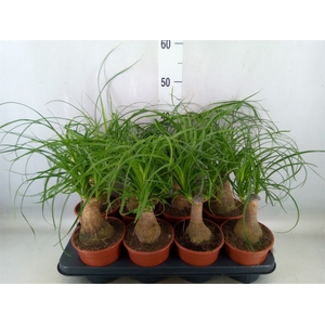 Beaucarnea recurvata