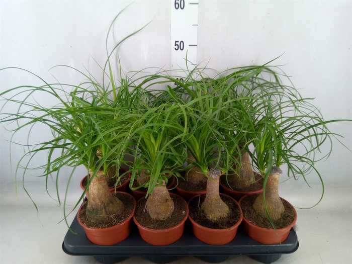 <h4>Beaucarnea recurvata</h4>